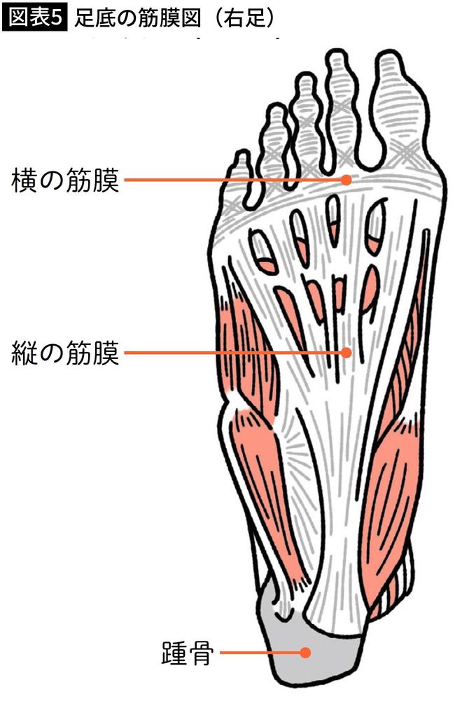 【図表5】足底の筋膜図（右足）