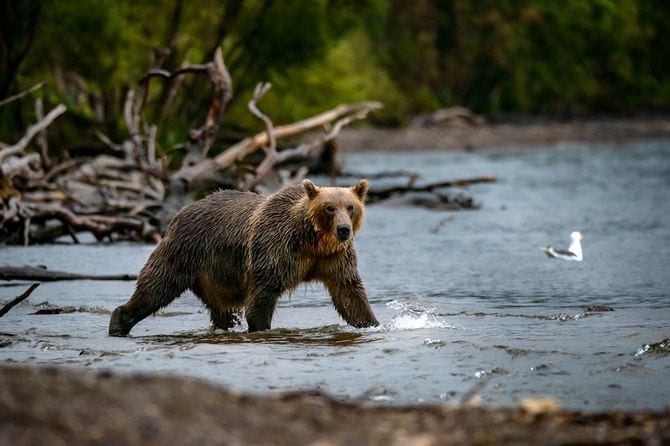 カムチャツカ州クリレ湖の水中でサーモンをとっているクマ