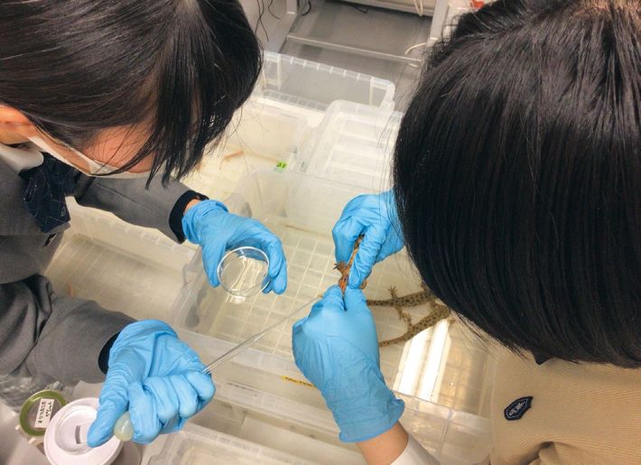 イベリアトゲイモリに餌を与える