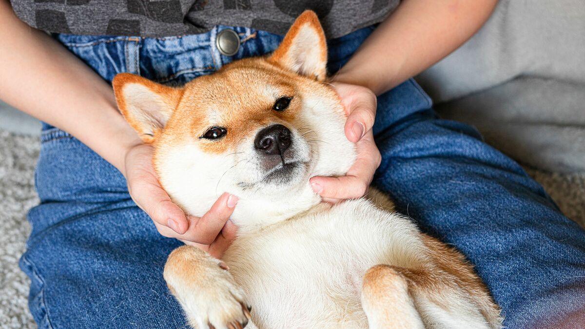 シッポを振る犬は喜んでいる には根拠がない 科学的エビデンスにもとづく犬の正しい接し方 この年の研究で多くの常識が覆された President Online プレジデントオンライン