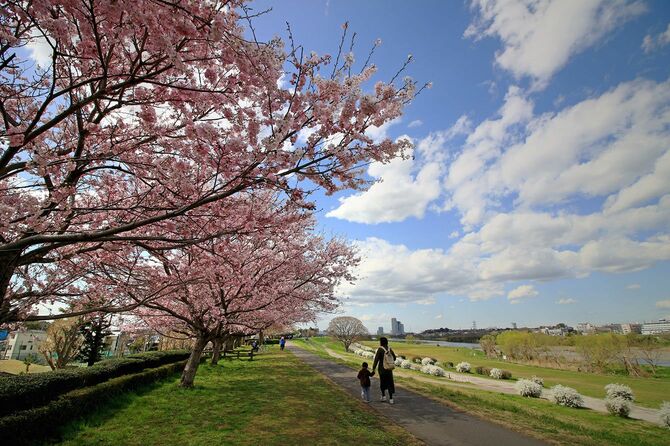 桜の木がある河川敷を歩く親子