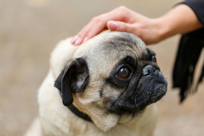 犬