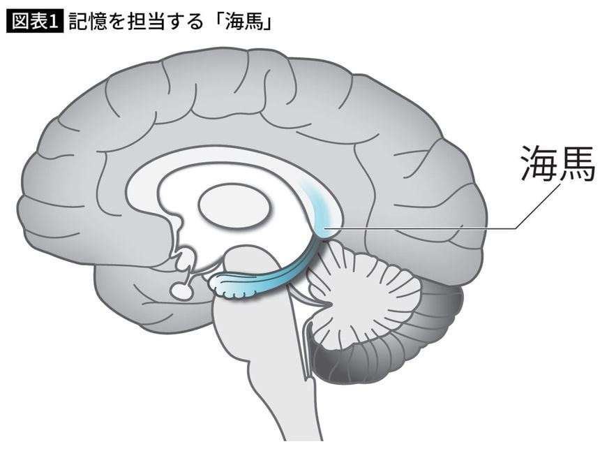 記憶を担当する「海馬」
