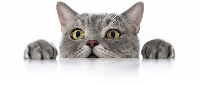 机から顔だけを出している興味津々の猫