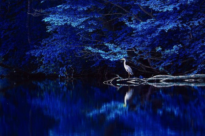 2025優秀賞「青い森白い鳥」見崎智子さん