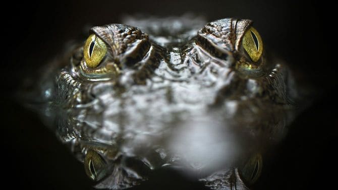 水中にいるワニ