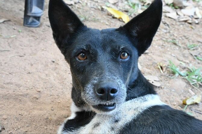 臆病だがとても優しい飼い犬パシュ