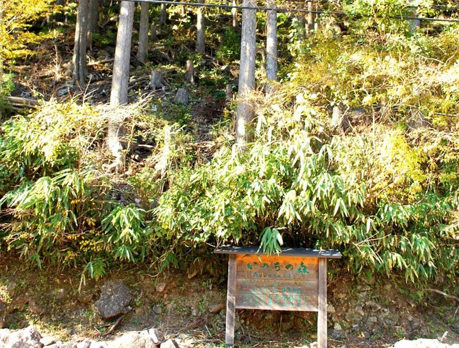 三重県大台町の「いのちの森」。この森に安置していた遺骨が荒らされた。