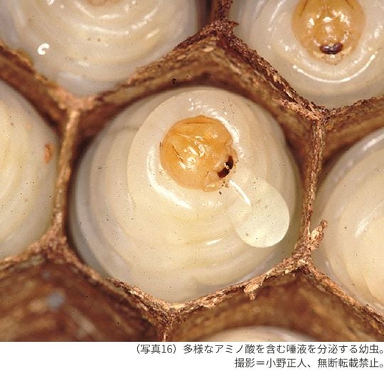 （写真16）多様なアミノ酸を含む唾液を分泌する幼虫。撮影＝小野正人、無断転載禁止。