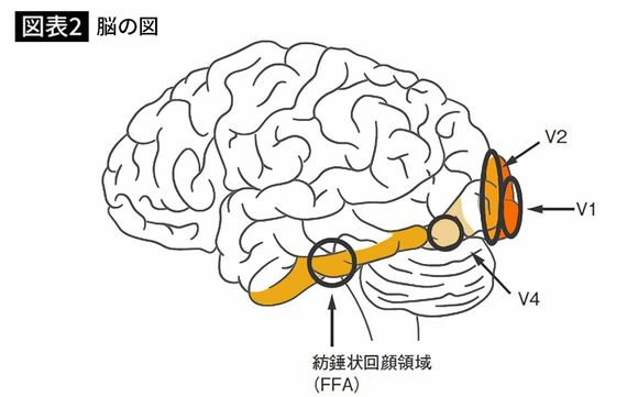 【図表2】脳の図