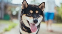 "I like dog"では｢犬の肉が好き｣だと誤解される…中学英語で会話するときに必要な"最低限のルール"