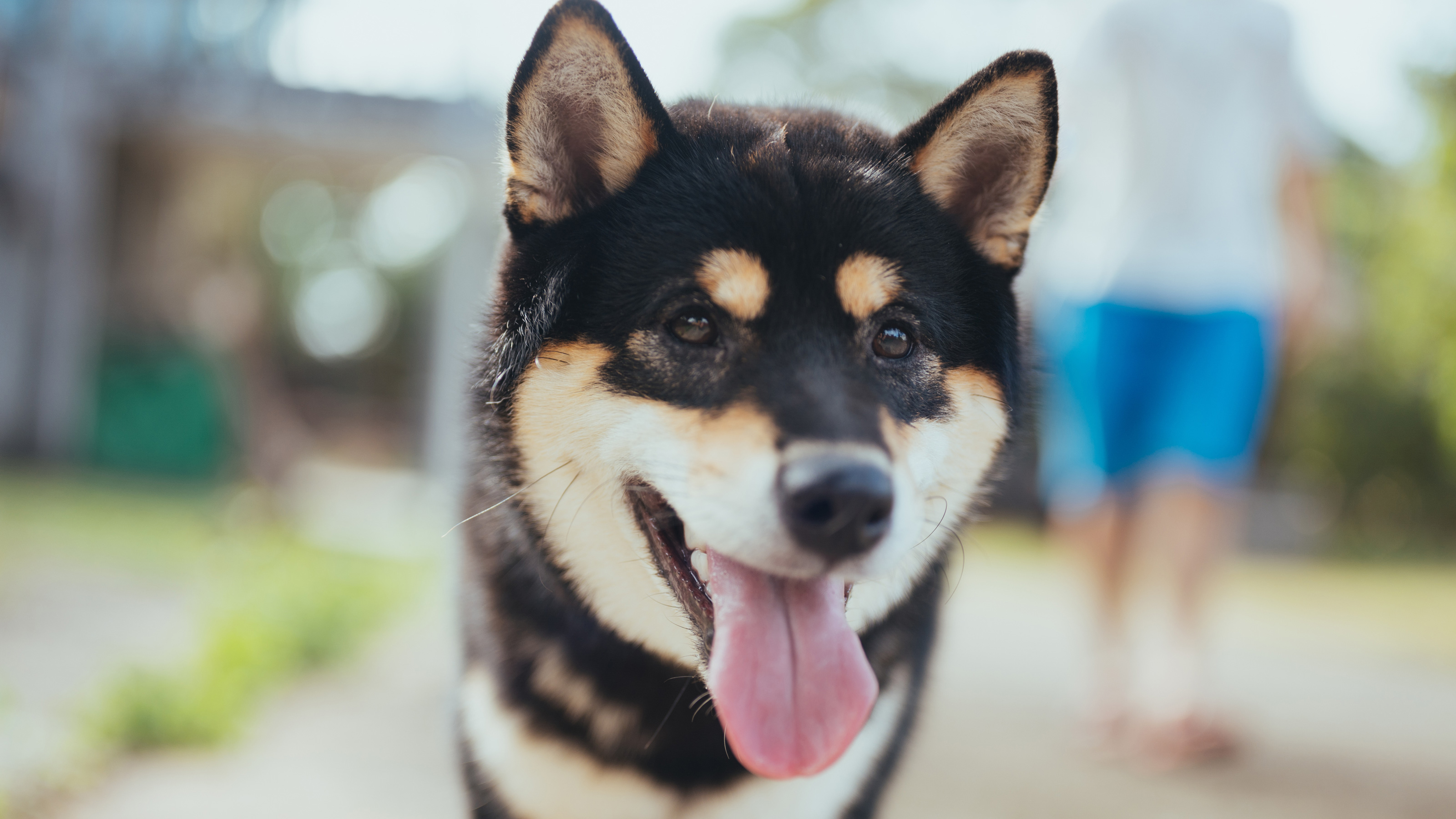 オファー 靴を犬に加えられた 英語