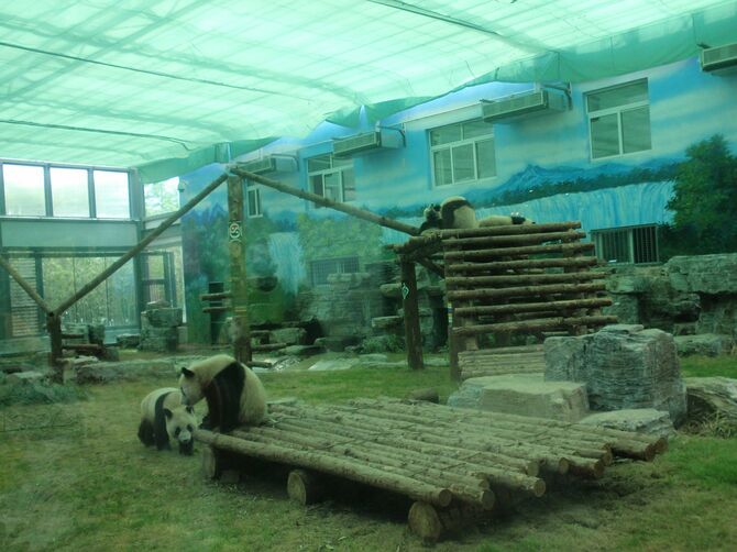 北京五輪開催を記念して北京動物園にはパンダの特別展示施設が設けられた。