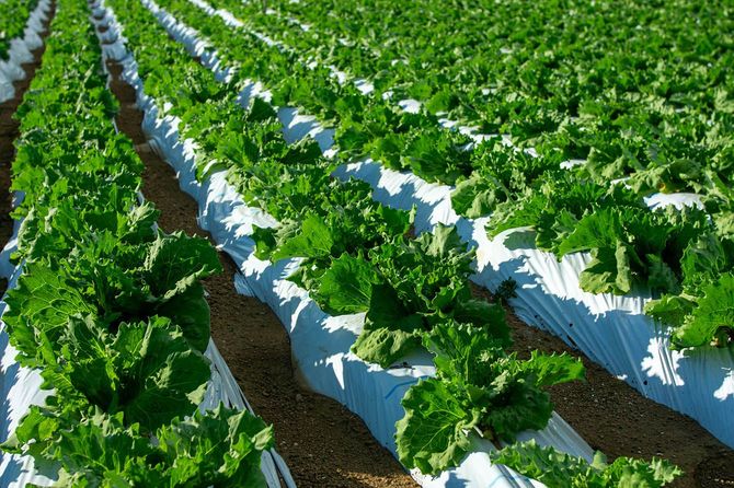 長野県川上村のレタス畑