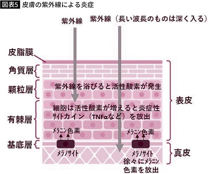 【図表】皮膚の紫外線による炎症