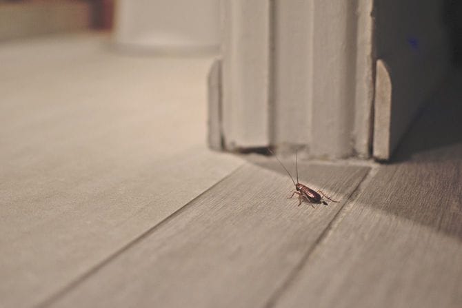 床にいる虫のイメージ