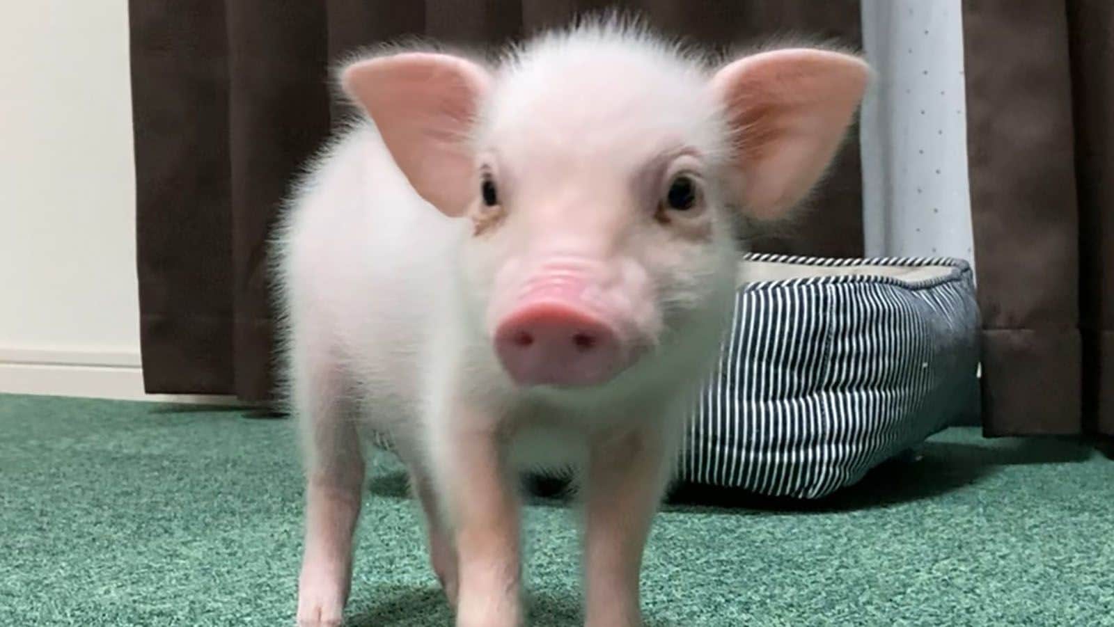 Youtube 100日後に食われるブタ に賛否両論 飼い主を直撃 丸焼きがいい President Online プレジデントオンライン