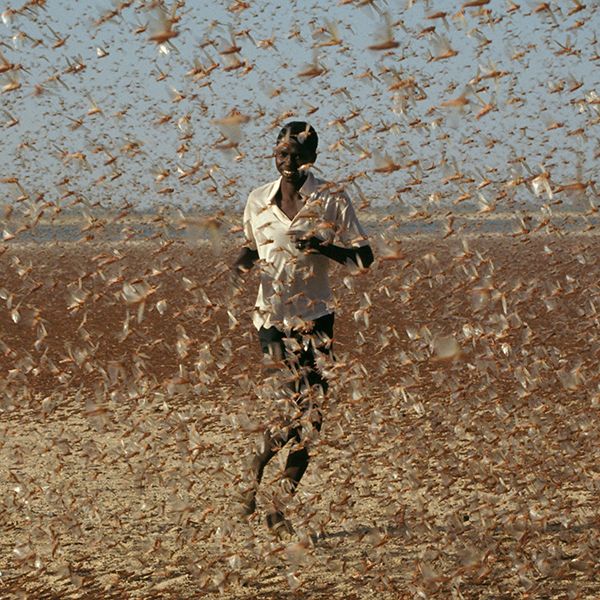 こんなにありますバッタの謎 President Online プレジデントオンライン