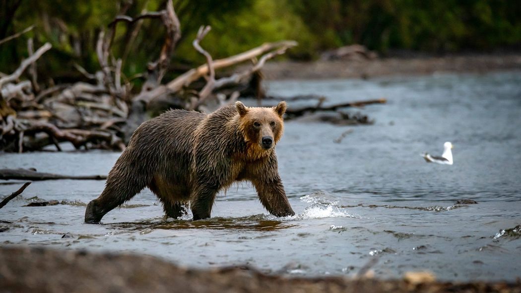 IT成金は｢骨格が露出するまで｣ヒグマにむさぼり食われた…富裕層に大ブーム｢極地ツアー｣で起きた悲劇の詳細 悪天候に見舞われたヘリは､標高1000Mの山に墜落し…