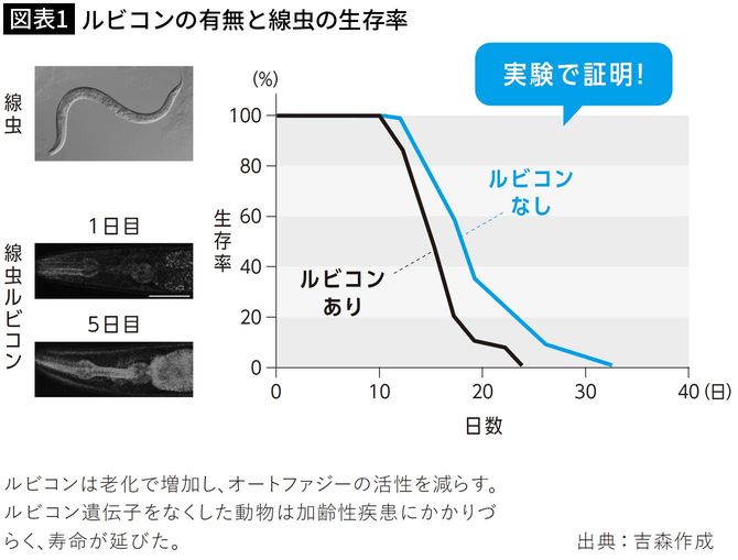 【図表1】ルビコンの有無と線虫の生存率