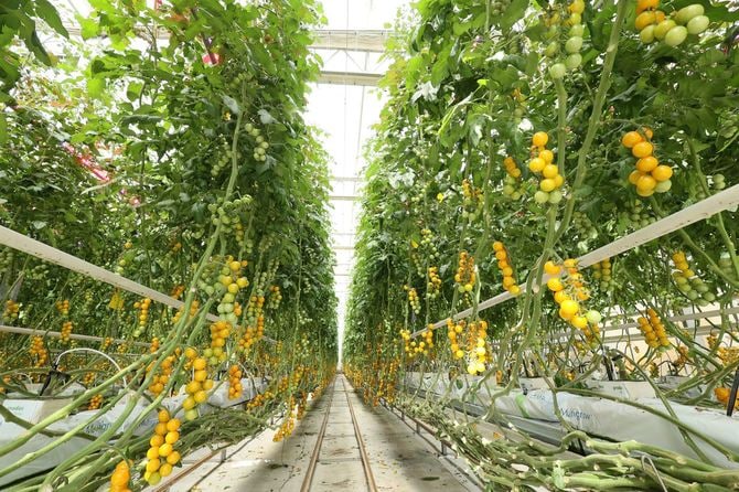 浅井農園のミニトマト