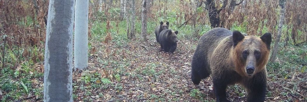 ｢友人が素手で叩いて助けようとしたが離れなかった｣クマに襲われた男性は遺体で発見…知られざる事故の予兆
