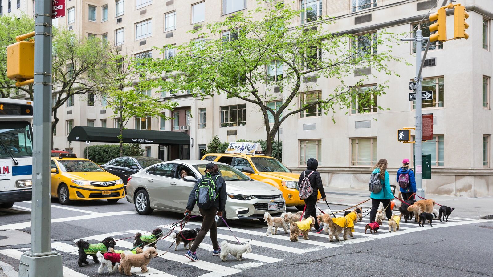 犬の散歩で年収1300万円　NY富裕層からドッグ･ウォーカーへの依頼が殺到 フルタイムの従業員を5人雇い､1日に最大30匹の犬を引き受けることも