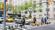 犬の散歩で年収1300万円　NY富裕層からドッグ･ウォーカーへの依頼が殺到