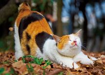 夏目漱石に学ぶ「可愛らしい人」になる方法