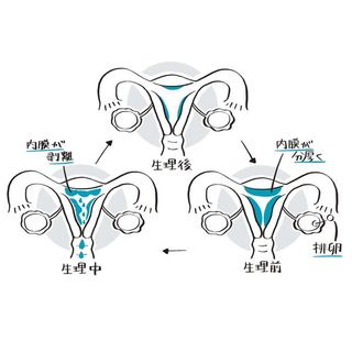 シオリーヌが解説 男も女も知っておきたい 生理と低用量ピルの話 女性も知っているようで知らない president online プレジデントオンライン