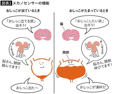 ビッグサンダーマウンテンに乗って尿管結石が出た人続出…実証研究で排