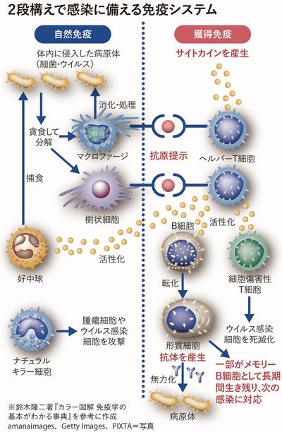 2段構えで感染に備える免疫システム