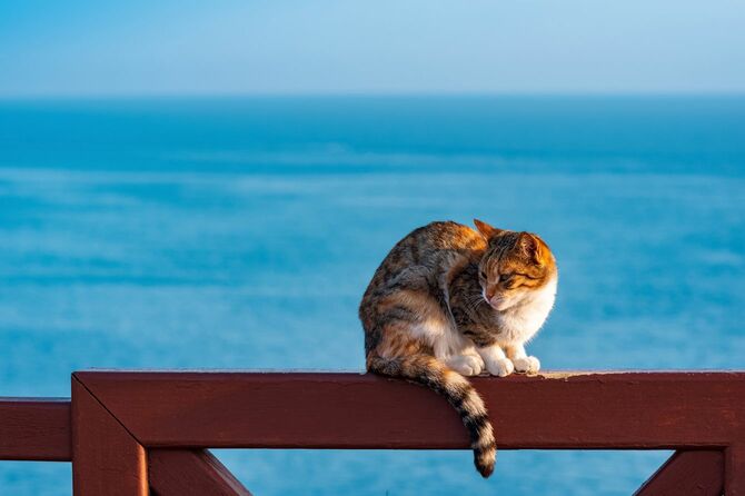 海辺の柵の上にいる猫
