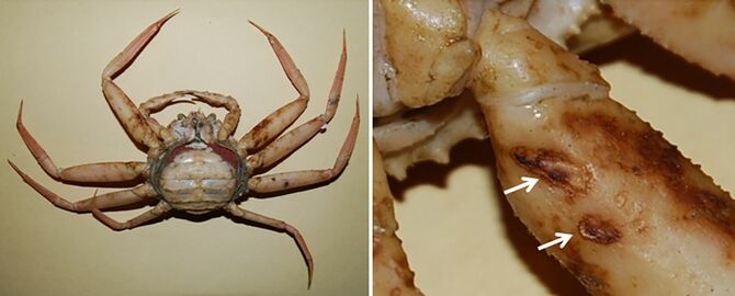 交尾後抱卵したズワイガニの雌（左）。向かって右側の第2胸脚の長節に、交尾のときに雄からハサミで挟まれてできた傷の痕跡（矢印）が見える
