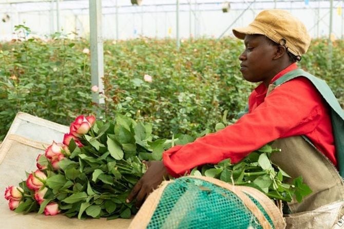 ケニアのバラ農園で働く女性