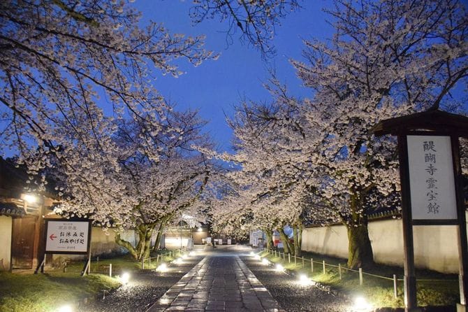 豊臣秀吉が盛大な花見を催したことで知られる醍醐寺（京都市伏見区）の桜